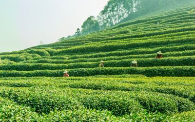 Building Long-Term Relationships in the Tea Industry