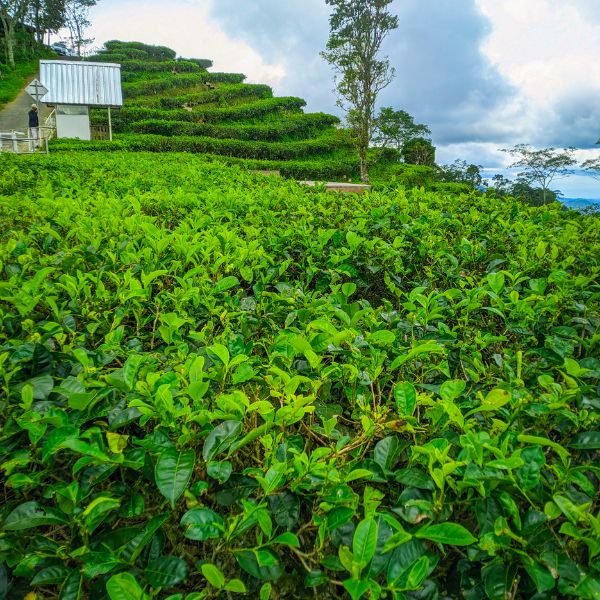 Sourcing Directly from Gardens and Estates — When the Auction Is Not Enough