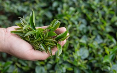 The Art of Identifying and Sourcing Premium Quality Tea