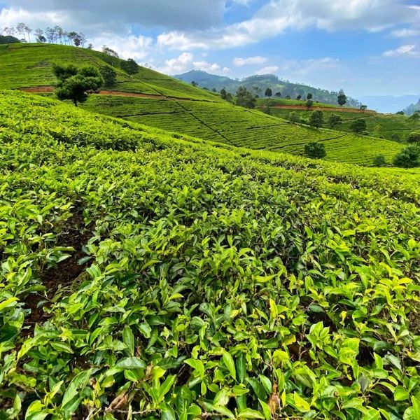 Trusted Tea Auction Specialists Since 1957